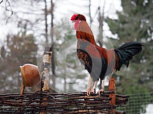 Luxurious cock on a rustic fence wattle