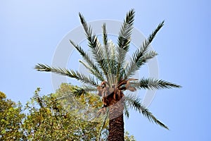 Luxurious crown of the palm tree against the bright blue sky.