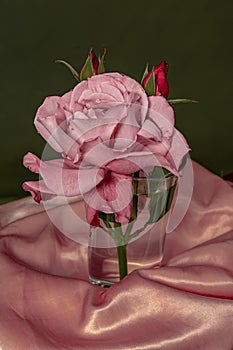 Luxurious Elegance: Delicate Rose in a Water-Filled Glass with Pink Silk Drape