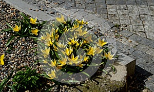 Luxurious and expensive plantings of bulbs in the park and in the square with tulips and daffodils in botanical cultivars and bred