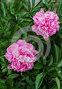 Luxurious flowers of pink peony in the midst of green leaves
