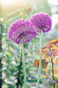 Luxurious inflorescence of colorful flowers of lilac allium blossoming illumined by sunlight in garden. Vertical.