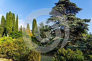 Luxurious large Lebanese cedar tree surrounded by cypresses and other evergreen plants in a landscape park