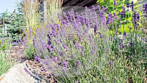 Luxurious lavender bush close-up. Lavender blooms fragrantly in the Provencal garden. Landscape design in the Mediterranean style