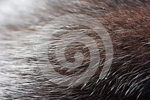 Luxurious mink fur