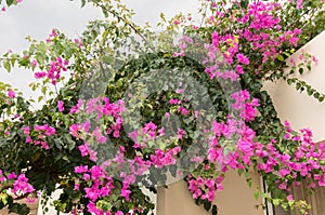 Luxurious pink bougainvillea flowers adorn the balcony of the house. Soft Focus