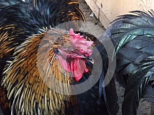 Luxurious plumage of a red-black rooster