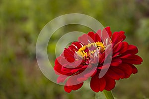 A luxurious red flower with a yellow core.