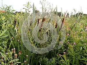 Luxurious thickets of broadleaf cattail Typha latifolia, wormwood and pink flowers at the edge of the swamp. Summer evening.