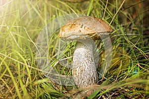 Luxurious young boletus mushroom Leccinum scabrum in the grass low angle view. Birch bolete with a brown cap