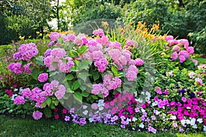 Luxuriously blooming hydrangea Bush