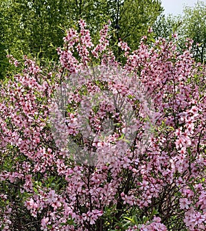 Luxuriously blooming with many pink flowers