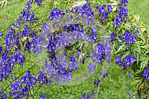 Luxuriously flowering Aconite Bush, Aconitum soongaricum