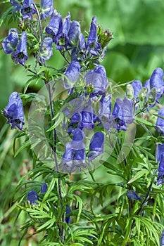 Luxuriously flowering Aconite Bush, Aconitum soongaricum