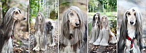 Luxury Afghan hounds, dogs. Collage, set, 5 photos.