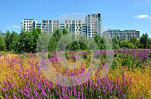 Luxury apartments overlooking revitalized reclaimed land