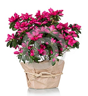 Luxury azalea flower pink in pot isolated on white