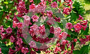 Luxury bush of flowering Weigela Bristol Ruby. Selective focus and close-up beautiful bright pink flowers against evergreen in orn