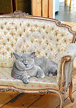 Luxury chaise pedigree cat