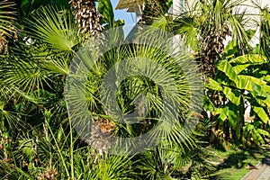 Luxury Chinese windmill palm Trachycarpus fortunei or Chusan palm against Banana Tree Musa in city park of Sochi