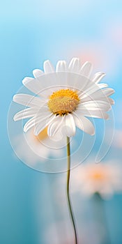 Luxury Daisy Flower Hd Wallpaper For Lg Z9