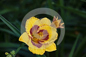Luxury flower Daylily, Hemerocalis Little Bumble Bee in the garden. Edible flower. Daylilies are perennial plants. They only bloom