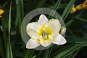Luxury flower Daylily, Hemerocalis Little Bumble Bee in the garden. Edible flower. Daylilies are perennial plants. They only bloom