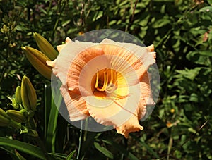 Luxury flower Daylily, Hemerocallis Elisabeth Salter in the garden close-up.Edible flower. Daylilies are perennial