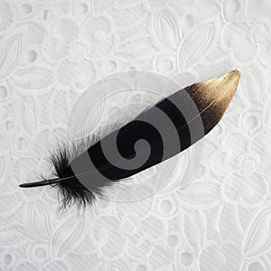 Luxury gilded gold golden black swan feather on white lace background