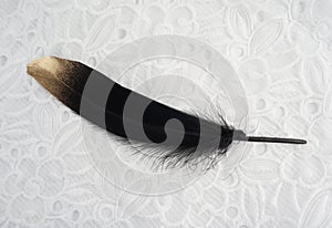 Luxury gilded gold golden black swan feather on white lace background