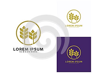 Luxury Grain wheat logo concept, Agriculture wheat Logo Template vector icon