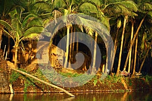 Luxury hut under palm tree