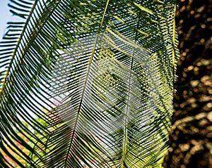 Luxury landscape design of the tropical garden.