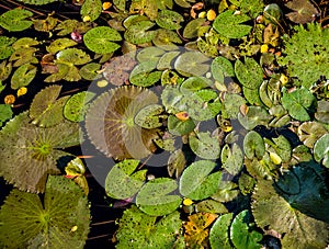 Luxury landscape design of the tropical garden.