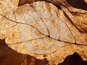 Luxury leaf in sunny rays