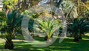 Luxury leaves of beautiful palm tree Canary Island Date Palm Phoenix canariensis in city park Sochi. Beautiful exotic landscape
