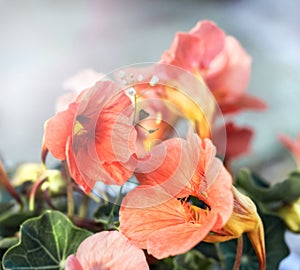 Luxury orange nasturtiums