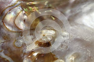 Luxury pearl texture