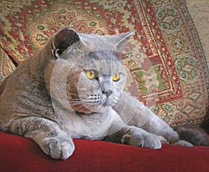 luxury pedigree british shorthair cat pets animals blue cream pussycats persian house cats photo