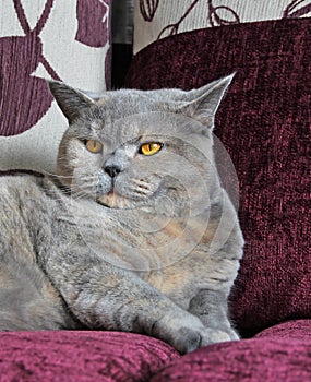Luxury pedigree cat