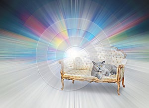 Luxury pedigree cat on chaise lounge light beams background chair seat longue cats
