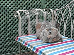 Luxury pedigree cat garden chaise