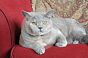Luxury pedigree sofa cat