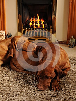 Luxury pets in front of the fire place