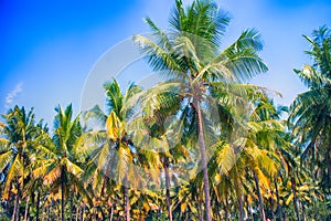 Luxury plantation of coconut palms