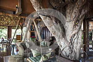 Luxury safari hotel in Africa, Ngorongoro Crater Lodge built around a huge ficus tree, Tanzania, Africa