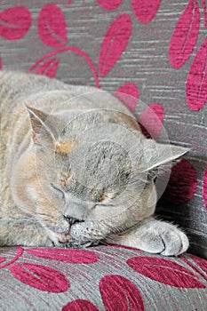 Luxury sleeping pedigree cat