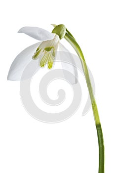 Luxury spring easter Snowdrop flower - Galanthus nivalis - on green stem isolated on white background.