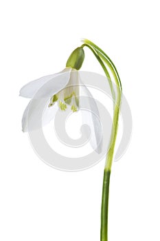 Luxury spring easter Snowdrop flower - Galanthus nivalis - on green stem isolated on white background.