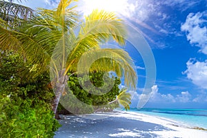 Maldives paradise beach banner. Perfect tropical island. Beautiful palm trees and tropical beach. Moody blue sky and blue lagoon